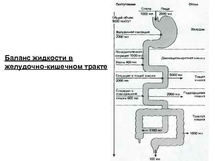 Баланс жидкости в желудочно-кишечном тракте 