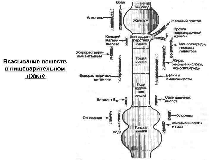 Всасывание веществ в пищеварительном тракте 
