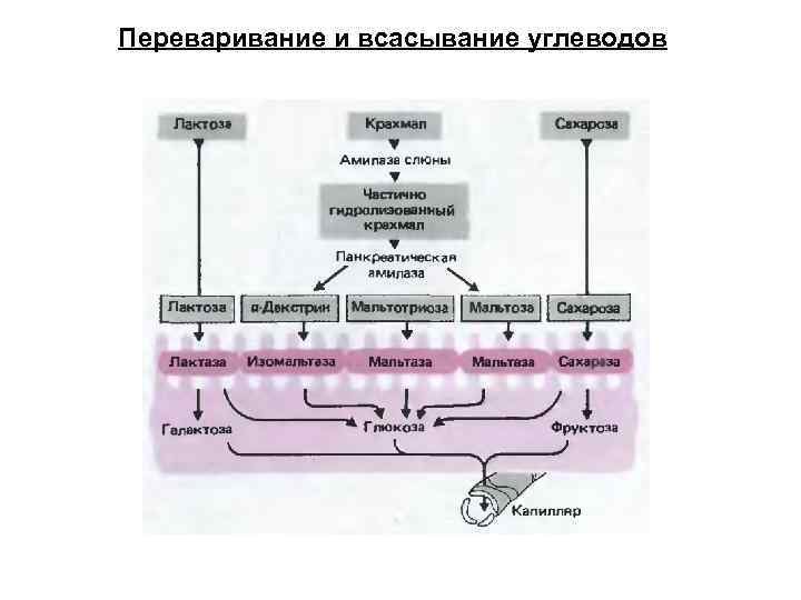 Через сколько всасывается