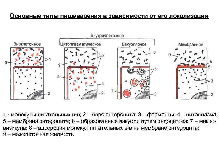 Внутриклеточное пищеварение картинки