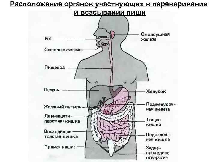 Пищевод желудок желчный пузырь. Расположение органов. Расположение органов ЖКТ. Название пищевого комка. Какие органы участвуют в переваривании пищи.