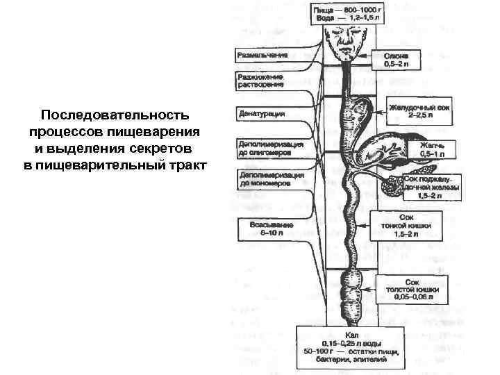 Последовательность процессов происходящих