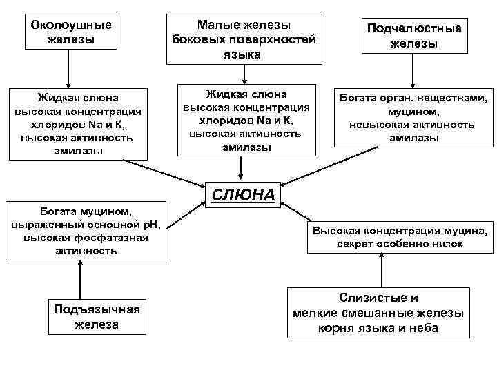 Малые железы. Структура осуществляющая внутриклеточное пищеварение.