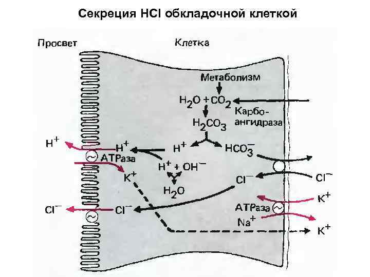 Секреция HCl обкладочной клеткой 