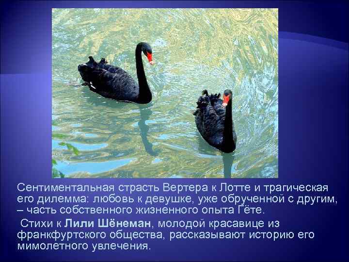 Сентиментальная страсть Вертера к Лотте и трагическая его дилемма: любовь к девушке, уже обрученной