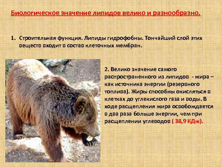 Биологическое значение липидов велико и разнообразно. 1. Строительная функция. Липиды гидрофобны. Тончайший слой этих