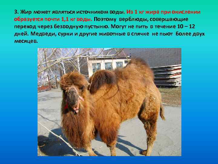 3. Жир может являться источником воды. Из 1 кг жира при окислении образуется почти