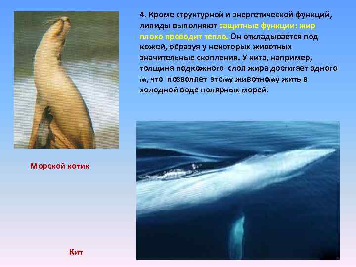 4. Кроме структурной и энергетической функций, липиды выполняют защитные функции: жир плохо проводит тепло.