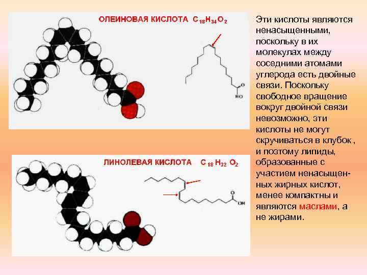 Эти кислоты являются ненасыщенными, поскольку в их молекулах между соседними атомами углерода есть двойные
