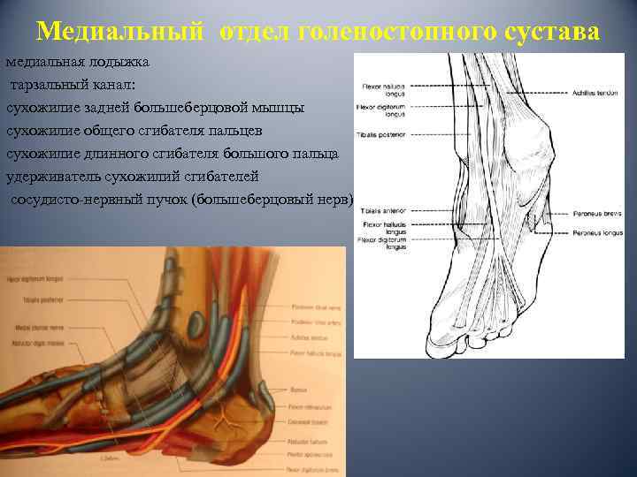 Медиальный отдел голеностопного сустава медиальная лодыжка тарзальный канал: сухожилие задней большеберцовой мышцы сухожилие общего