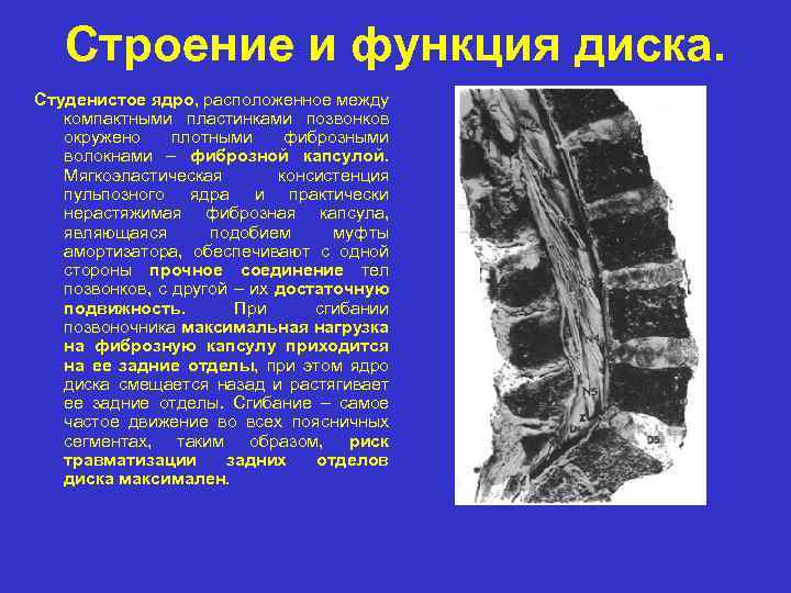 Строение и функция диска. Студенистое ядро, расположенное между компактными пластинками позвонков окружено плотными фиброзными
