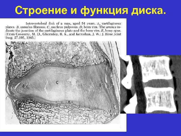 Строение и функция диска. 