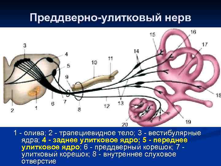Преддверно-улитковый нерв 1 - олива; 2 - трапециевидное тело; 3 - вестибулярные ядра; 4
