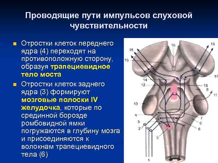 Проводящие пути импульсов слуховой чувствительности n n Отростки клеток переднего ядра (4) переходят на