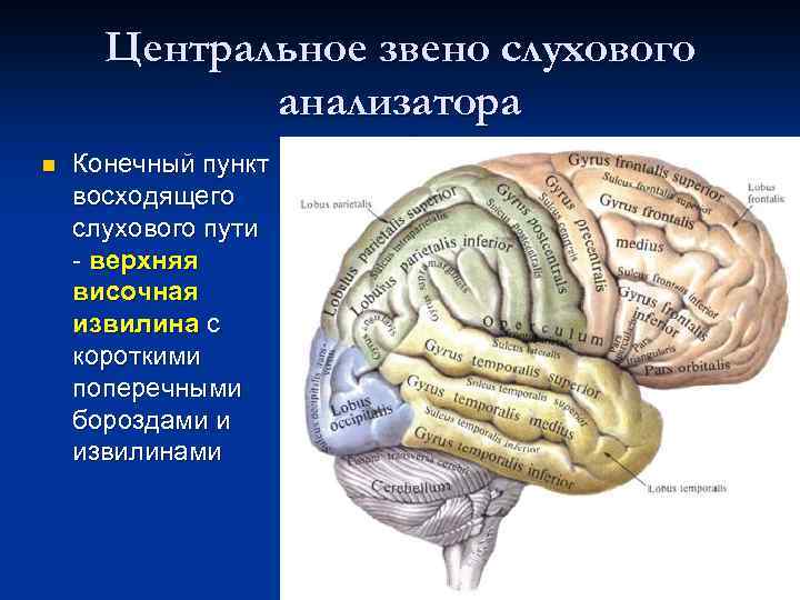 Конечное звено любого анализатора. Височные извилины анализатор. Центральное звено слухового анализатора. Звенья анализатора. Звенья слухового анализатора.