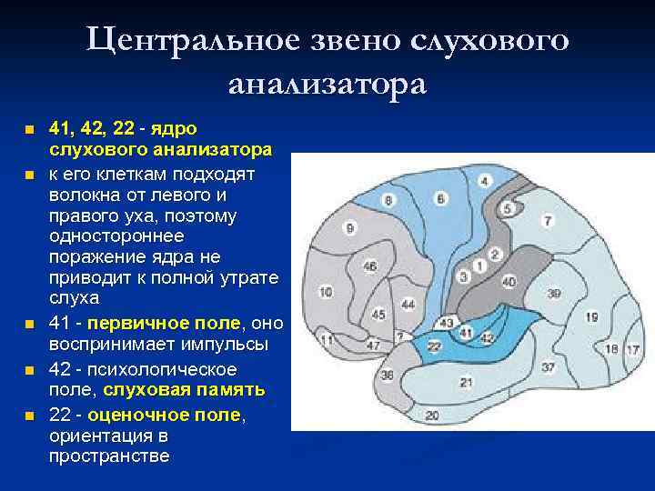 Центральное звено слухового анализатора n n n 41, 42, 22 - ядро слухового анализатора