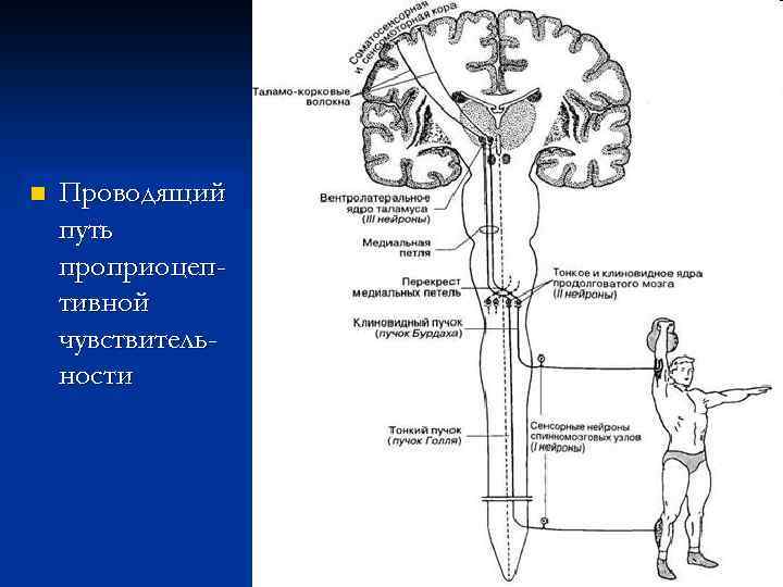 n Проводящий путь проприоцептивной чувствительности 