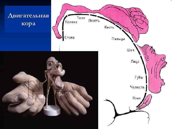Двигательная кора 