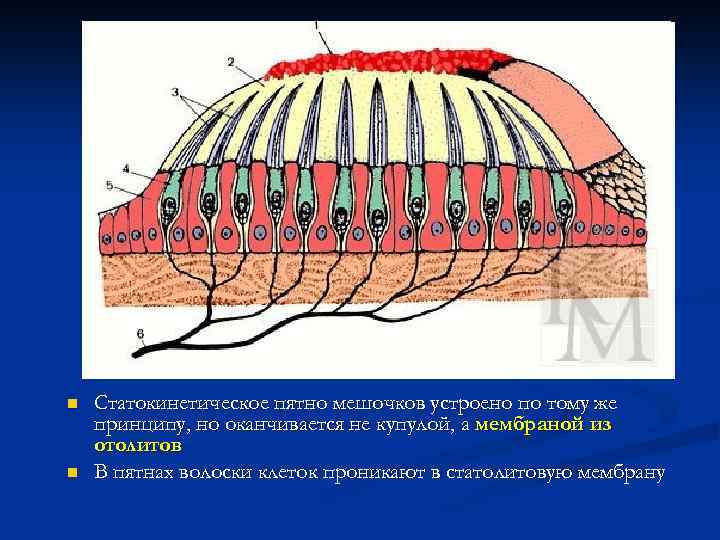 n n Статокинетическое пятно мешочков устроено по тому же принципу, но оканчивается не купулой,
