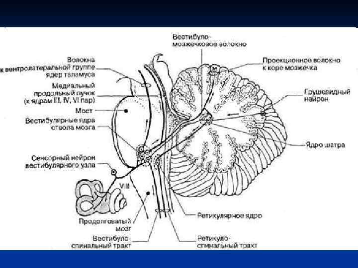 Вестибулярные ядра ствола мозга это вторичный центр