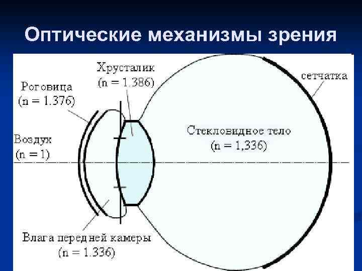 Механизм зрения