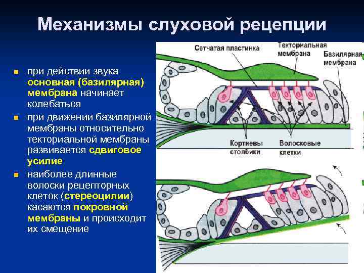 Колебания мембраны. Механизмы рецепции звука физиология. Механизм слуховой рецепции. Механизм рецепции слухового анализатора. Механизм слуховой рецепции физиология.