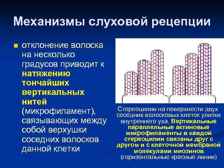 Механизмы слуховой рецепции n отклонение волоска на несколько градусов приводит к натяжению тончайших вертикальных