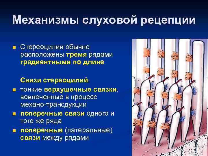 Механизмы слуховой рецепции n n Стереоцилии обычно расположены тремя рядами градиентными по длине Связи