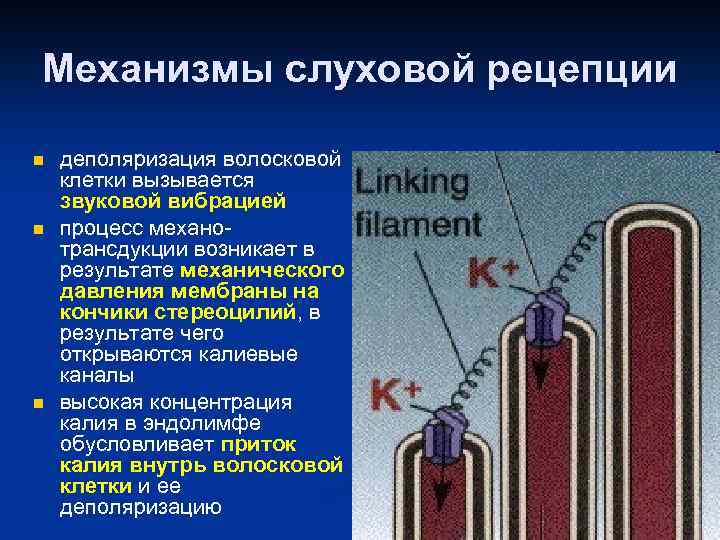 Механизмы слуховой рецепции n n n деполяризация волосковой клетки вызывается звуковой вибрацией процесс механотрансдукции