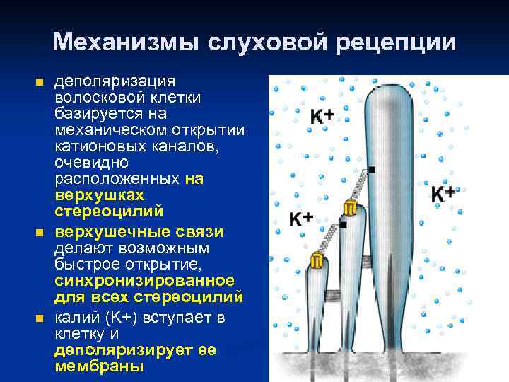 Механизмы слуховой рецепции n n n деполяризация волосковой клетки базируется на механическом открытии катионовых