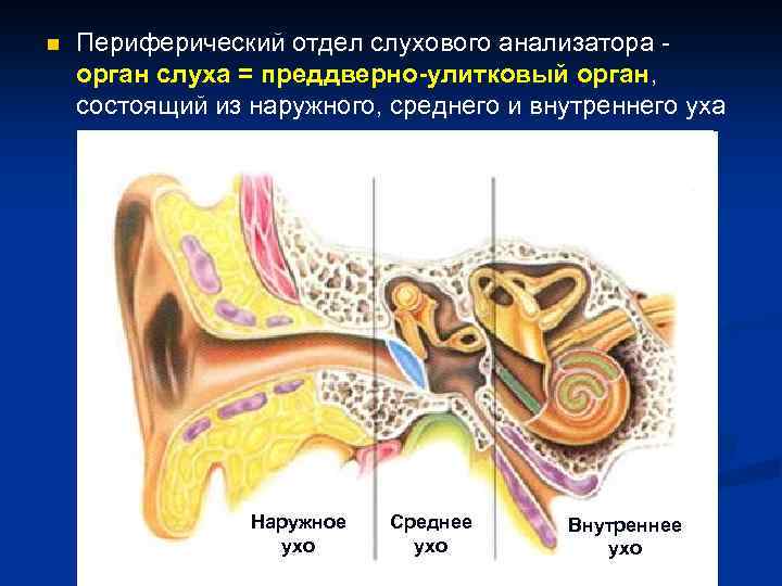 Функции отделов слухового анализатора