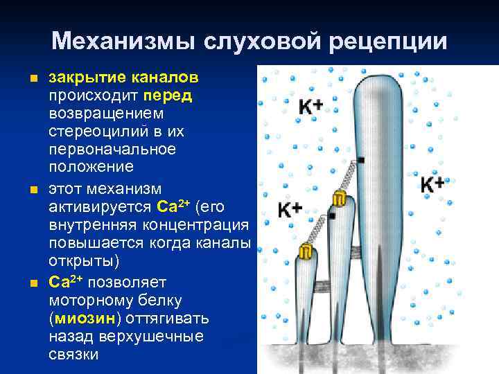 Механизмы слуховой рецепции n n n закрытие каналов происходит перед возвращением стереоцилий в их