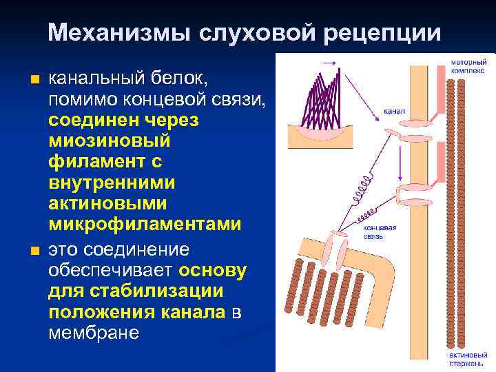 Механизмы слуховой рецепции n n канальный белок, помимо концевой связи, соединен через миозиновый филамент