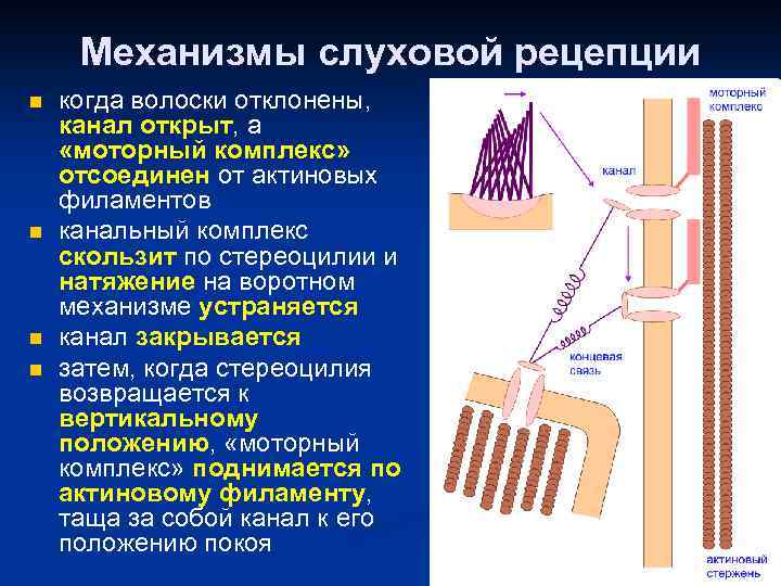 Механизмы слуховой рецепции n n когда волоски отклонены, канал открыт, а «моторный комплекс» отсоединен