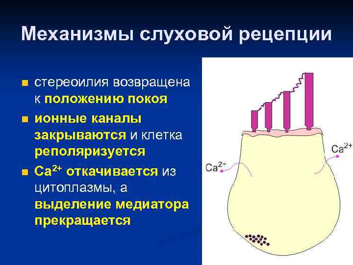 Механизмы слуховой рецепции n n n стереоилия возвращена к положению покоя ионные каналы закрываются