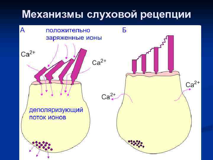 Механизмы слуховой рецепции 