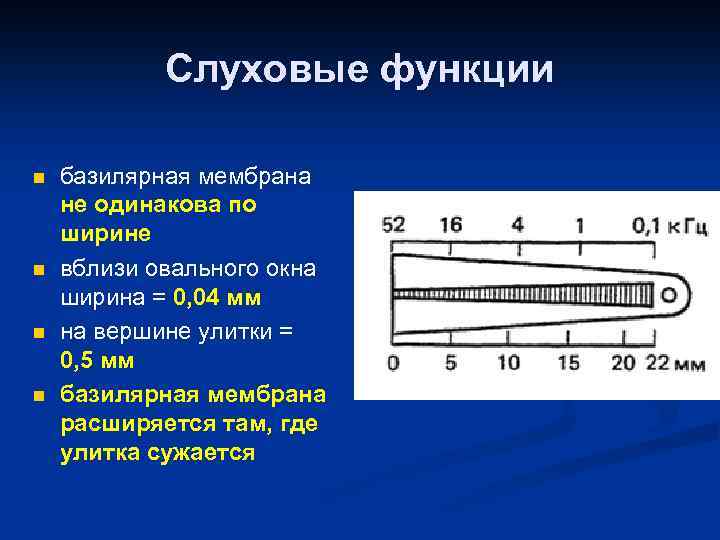 Слуховые функции n n базилярная мембрана не одинакова по ширине вблизи овального окна ширина