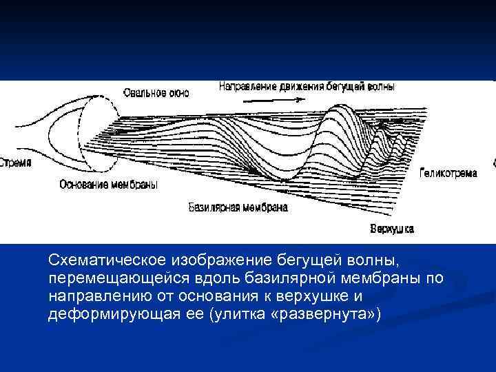 Схематическое изображение бегущей волны, перемещающейся вдоль базилярной мембраны по направлению от основания к верхушке