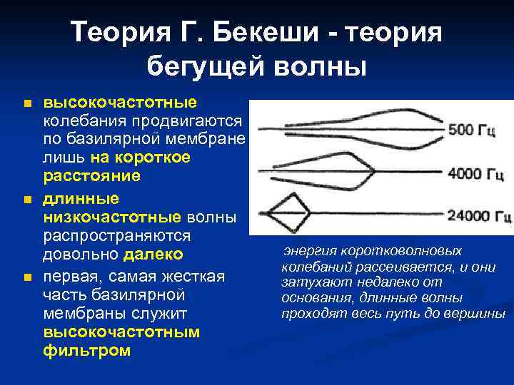 Теория Г. Бекеши - теория бегущей волны n n n высокочастотные колебания продвигаются по