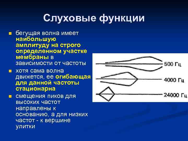 Слуховые функции n n n бегущая волна имеет наибольшую амплитуду на строго определенном участке