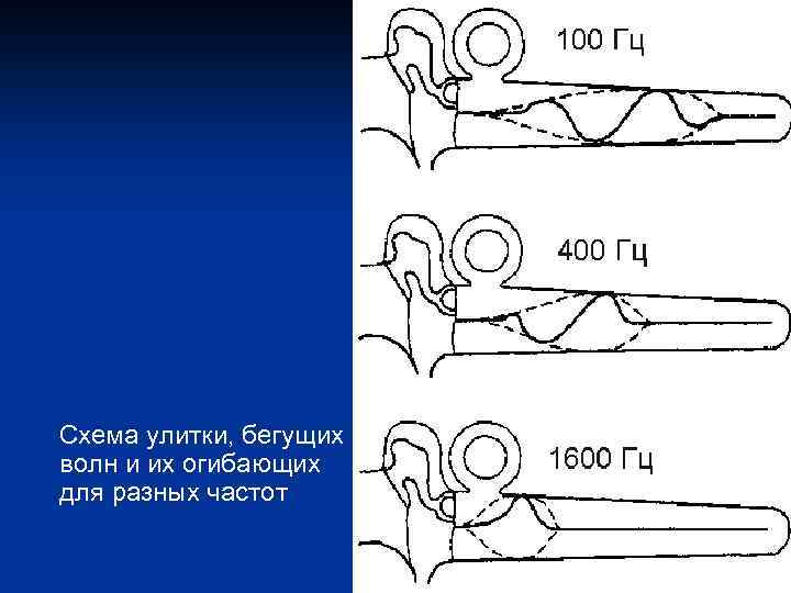 Схема улитки, бегущих волн и их огибающих для разных частот 