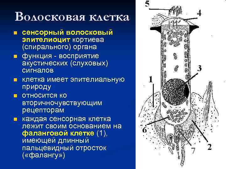 Волосковые клетки кортиева органа