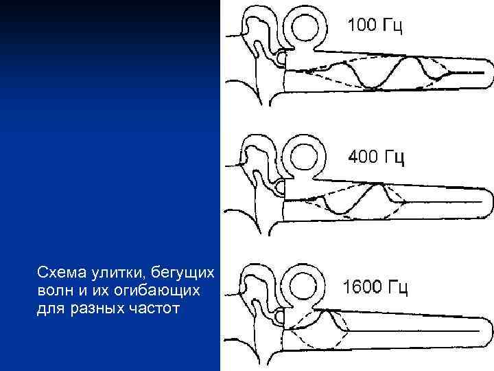Схема улитки, бегущих волн и их огибающих для разных частот 