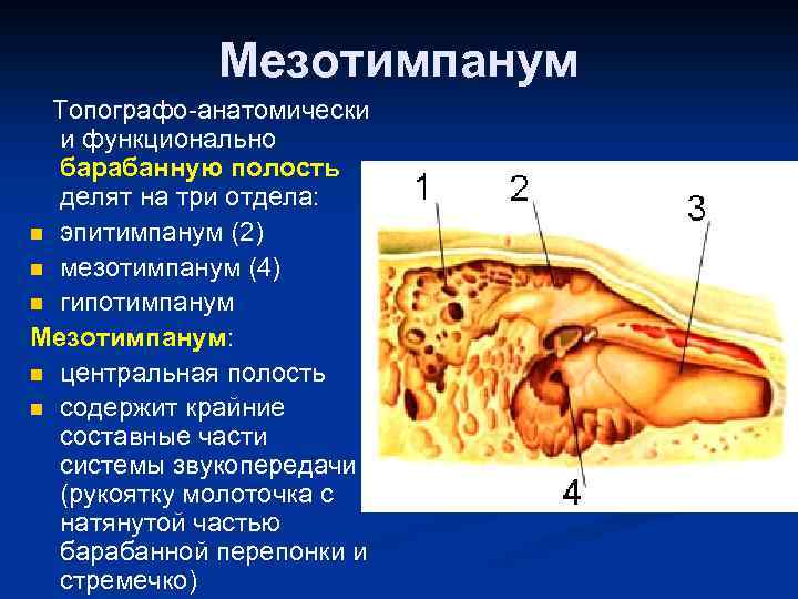 Полость три. Барабанная полость эпитимпанум. Эпитимпанум мезотимпанум. Барабанная полость Атик антрум. Мезотимпанум анатомия.