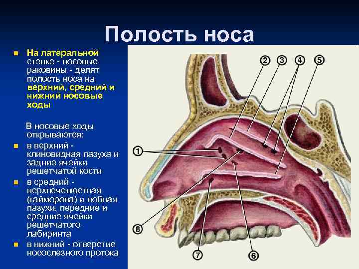 Носовые раковины. Хоаны носа анатомия. Анатомия носа носовые раковины. Полость носа анатомия носовые ходы. Сагиттальный разрез полости носа.