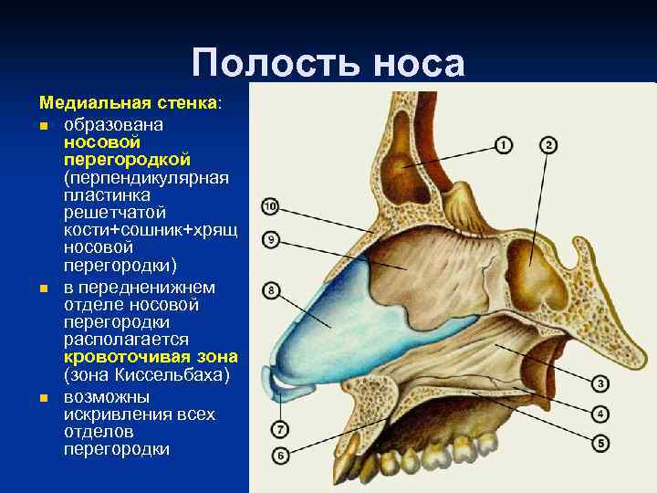 Гребень перегородки. Сошниково-носовой хрящ анатомия. Кости латеральная стенки носовой полости. Строение стенок костной полости носа. Носовая перегородка анатомия.