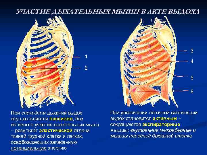 Дыхательные мышцы