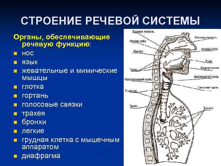 Центральный речевой аппарат картинки