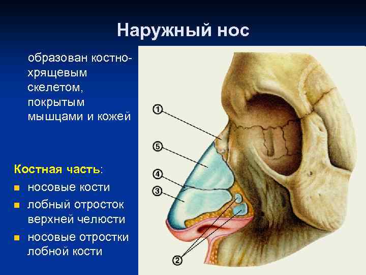 Сошник носа фото