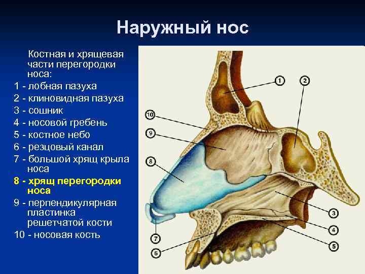 Строение носа и пазух фото